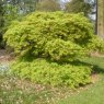 Acer palmatum dissectum 'Viridis'