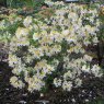 Deciduous Azalea Northern Hi Lights