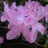 Deciduous Azalea nudipes