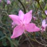 Deciduous Azalea nudipes