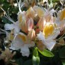 Deciduous Azalea occidentale