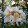 Deciduous Azalea occidentale