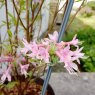 Deciduous Azalea periclymenoides