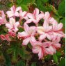 Deciduous Azalea Pink and Sweet