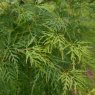 Acer palmatum 'Emerald Lace'  AGM