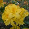 Deciduous Azalea Princess Margaret of Windsor