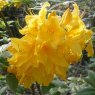 Deciduous Azalea Princess Margaret of Windsor