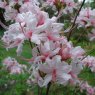 Deciduous Azalea prinophyllum