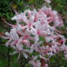 Deciduous Azalea prinophyllum