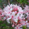 Deciduous Azalea prinophyllum