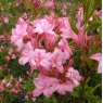 Deciduous Azalea prinophyllum Philip Holmes