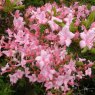 Deciduous Azalea prinophyllum Philip Holmes