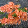 Deciduous Azalea Queen Emma