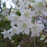 Deciduous Azalea quinquefolium