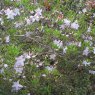 Deciduous Azalea quinquefolium