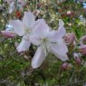 Deciduous Azalea quinquefolium