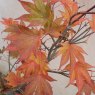 Acer palmatum 'Fireglow'