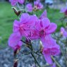 Deciduous Azalea reticulatum