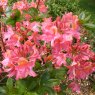 Deciduous Azalea Rosy Fire