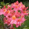 Deciduous Azalea Rosy Fire