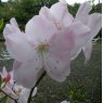 Deciduous Azalea schlippenbachii 'Sid's Royal Pink'