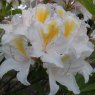 Deciduous Azalea Silver Slipper  AGM