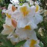 Deciduous Azalea Silverwood