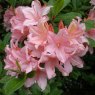 Deciduous Azalea Soir de Paris AGM