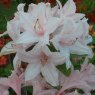 Deciduous Azalea Soir de Paris AGM