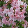 Deciduous Azalea Soir de Paris AGM