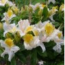 Deciduous Azalea Stopham Girl