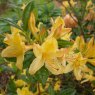 Deciduous Azalea Stopham Gold