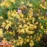 Deciduous Azalea Stopham Gold