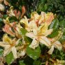 Deciduous Azalea Stopham Gold