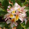 Deciduous Azalea Stopham Lad