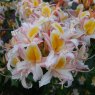 Deciduous Azalea Stopham Lad