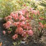 Deciduous Azalea Strawberry Ice  AGM