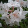 Deciduous Azalea Sugared Almond