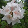 Deciduous Azalea Sugared Almond