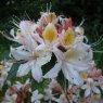 Deciduous Azalea Summer Sorbet