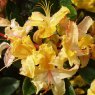 Deciduous Azalea Summer Sunshine