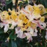 Deciduous Azalea Summer Sunshine