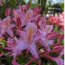 Deciduous Azalea Tower Beauty