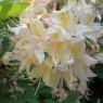 Deciduous Azalea Tower Dainty