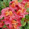 Deciduous Azalea Tropical Salad