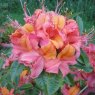 Deciduous Azalea Tropical Salad