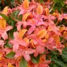 Deciduous Azalea Tropical Salad