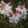 Deciduous Azalea vaseyi  AGM