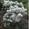 Deciduous Azalea viscosum 'Grey leaf form'