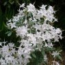 Deciduous Azalea viscosum 'Grey leaf form'